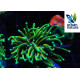 Euphyllia glabrescens hellfire ultra esqueix 1 cap M