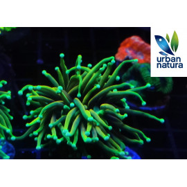 Euphyllia glabrescens hellfire ultra esqueje 1 cabeza M CITES:PT23-021122/03-1594