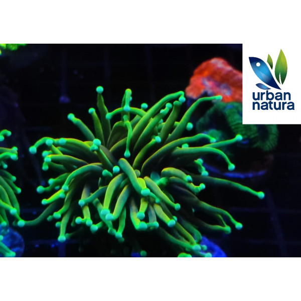 Euphyllia glabrescens hellfire ultra esqueix 1 cap M