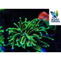 Euphyllia glabrescens hellfire ultra esqueix 1 cap M 