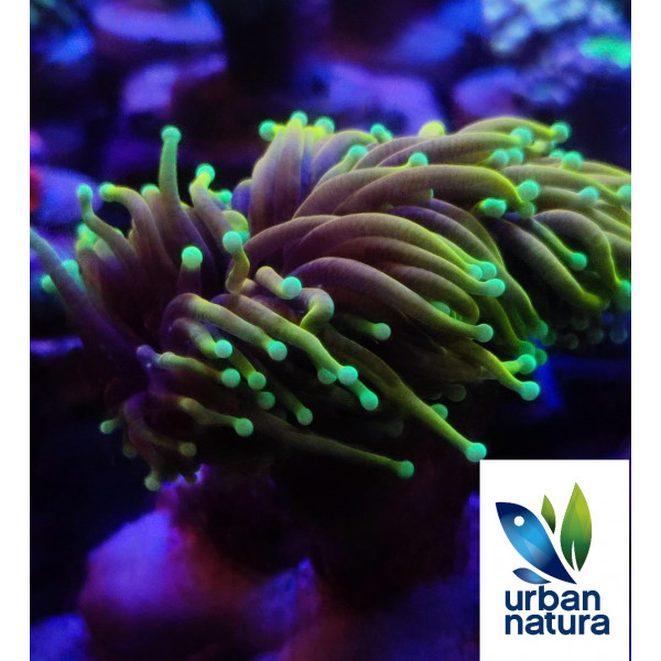 Euphyllia glabrescens hellfire ultra esqueje 2 cabezas