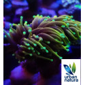 Euphyllia glabrescens hellfire ultra esqueje 2 cabezas 