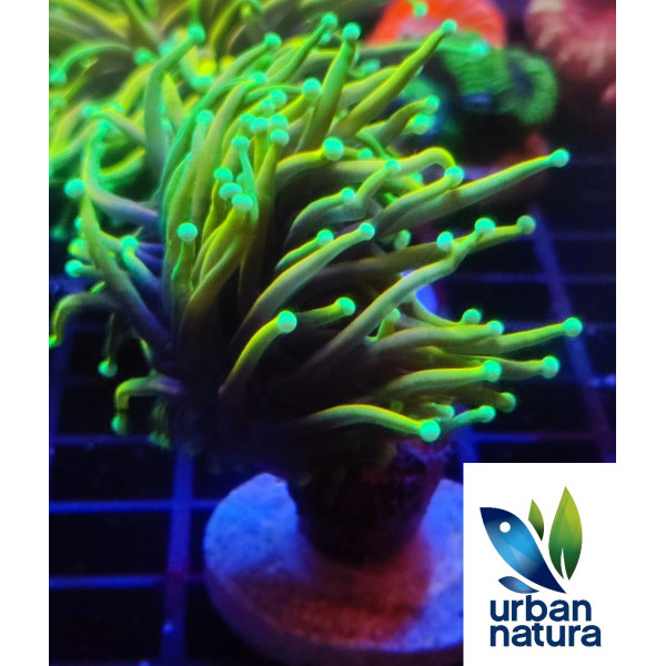 Euphyllia glabrescens hellfire ultra esqueix 1 cap S