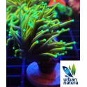 Euphyllia glabrescens hellfire ultra esqueix 1 cap S 