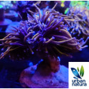 Euphyllia glabrescens Holy grail torch 4 cabezas XL 