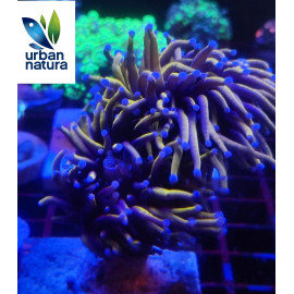 Euphyllia glabrescens Holy grail torch ultra esqueje 2 cabezas CITES: PT23-021122/03-1594