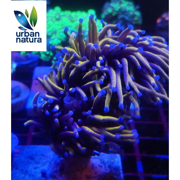 Euphyllia glabrescens Holy grail torch ultra esqueje 2 cabezas