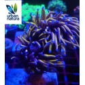 Euphyllia glabrescens Holy grail torch ultra esqueje 2 cabezas 