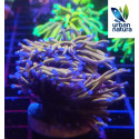 Euphyllia glabrescens Holy grail torch esqueje 1 cap 