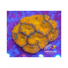 ACANTHASTREA LORDWENSIS ULTRA CITES: ES-MT-5254522I