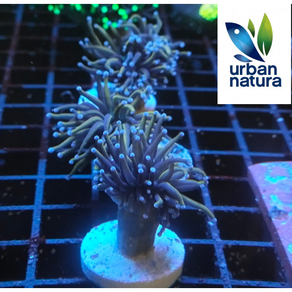 Euphyllia glabrescens golden torch blue tips 2 cabezas