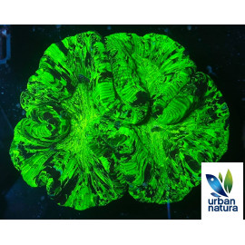 TRACHYPHYLLIA MACKAY AUSSIE Green Ultra CITES: ES-AB-51015/20I