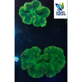 Trachyphyllia Green Ultra Australia CITES: 21NL294620/11