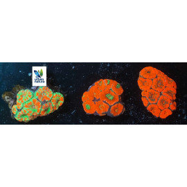 ACANTHASTREA LORDWENSIS ULTRA Australia CITES: ES-MT-5254522I