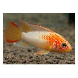 Apistogramma macmasteri gold