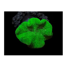 Sarcophyton Toadstool Soft Coral SM