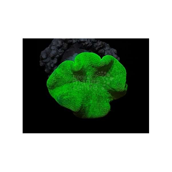 Sarcophyton Toadstool Soft Coral SM