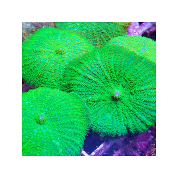 Rhodactis sp Green FT