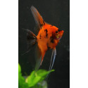 Escalar Koi Red King Pterophyllum scalare Tiny