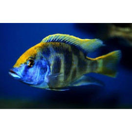 Nimbochromis venustus M