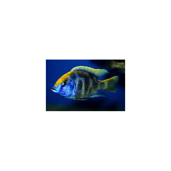 Nimbochromis venustus