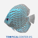 Discus blau turquesa Deluxe SM SYMPHYSODON AEQUIFASCIATA