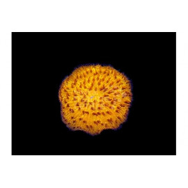 FUNGIA SP ORANGE ULTRA L CITES: 23PTLX00952I