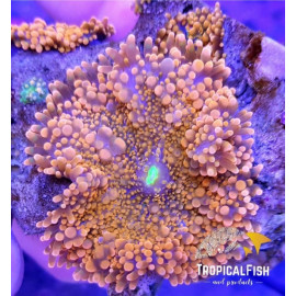 Ricordea yuma naranja big polyp L