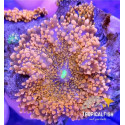 Ricordea yuma naranja big polyp L