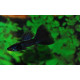 guppy MASCLE full black