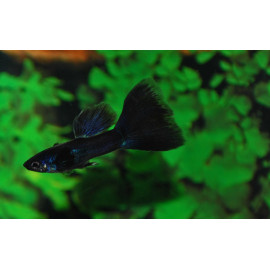 guppy MASCLE full black