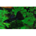 guppy macho full black