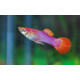 Guppy mascle pink