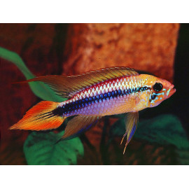 APISTOGRAMMA AGASSIZI DOBLE VERMELL XXL (APISTOGRAMMA AGASSIZI)