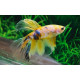 BETTA MASCLE HALF MOON YELLOW GALAXY L