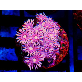 Goniopora purple frag CITES: 23PTLX00928I