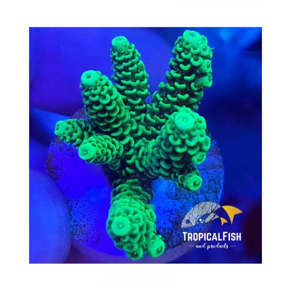 Esqueix ACROPORA ENDEMICA PREMIUM