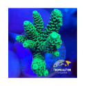 Esqueix ACROPORA ENDEMICA PREMIUM