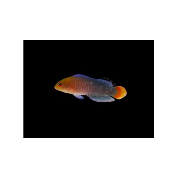 Pseudochromis dilectus M