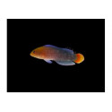 Pseudochromis dilectus M