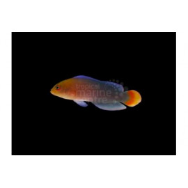 Pseudochromis dilectus M