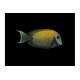 Acanthurus pyroferus Yellow Mustard Melanesia S