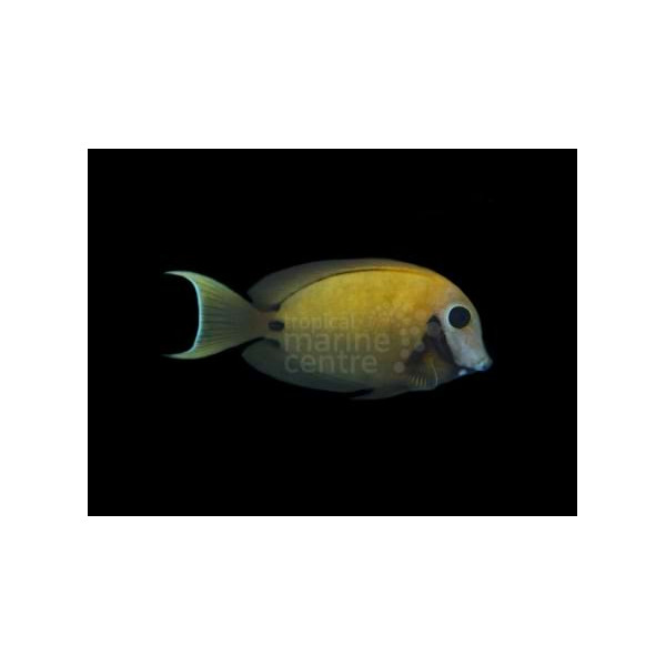 Acanthurus pyroferus Yellow Mustard Melanesia S