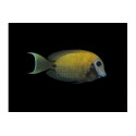 Acanthurus pyroferus Yellow Mustard Melanesia L