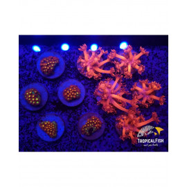 GONIOPORA MINOR ROJA FRAG CITES: ES-MT-5254522I