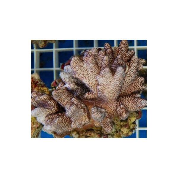 Cladiella Cult.Finger Coral-Cauliflower ML