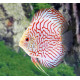 Discus pigeon red stone ML