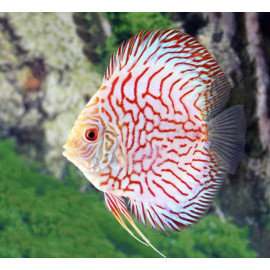 Discus pigeon red stone ML