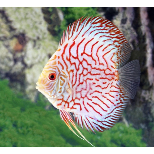 Discus pigeon red stone ML