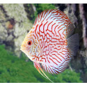 Discus pigeon red stone ML